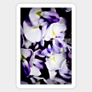 Purple wisteria flowers Sticker